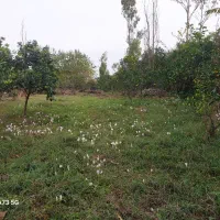 فروش زمین باغی در روستای شیخ رجه