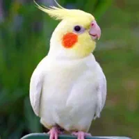 یک عدد عروس هلندی محدوده خاقانی گمشده