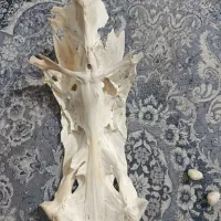 مهره|کلکسیون اشیاء عتیقه|تهران, امیریه|دیوار