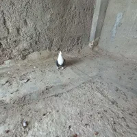 دوعدد سک|سگ|مبارکه, |دیوار