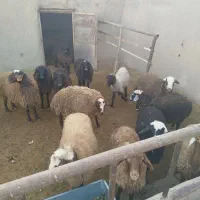 بره نرو ماده