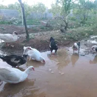اردک روسی