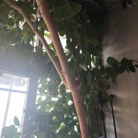 گل فیلکو بزرگ ویک اصله درخت پرتغال گلدانی بارده|گل و گیاه طبیعی|داران, |دیوار