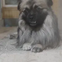 گمشده سگ|سگ|مرودشت, ابوذر شمالی‎|دیوار