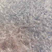 کودگوسفندی|خدمات باغبانی و درختکاری|کرج, شهر صنعتی|دیوار