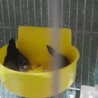 فنچ بنگال|پرنده|شاهرود, |دیوار