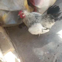 خروس