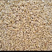 فروش گندم بوجاری شده ۳۰ تن رقم پیشکام