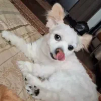 سگ گمشده