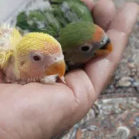 جوجه برزیلی