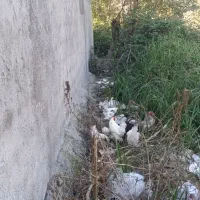 5تا خروس  5مرغ گذاشتم برای غروش