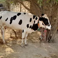 گاووگوساله|حیوانات مزرعه|اندیکا, |دیوار