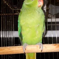 ملنگوی نر اهلی