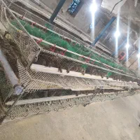 بلدرچین‌ تخمگذار و گوشتی