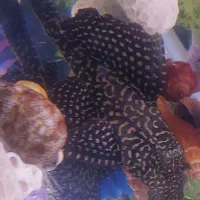 کت لجن خوار اسپرت ۲۰ ثابت بیشتره اندازش