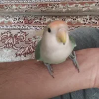 طوطی برزیلی