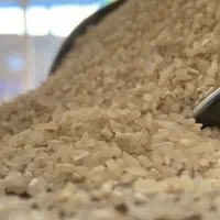 برنج محلی اعلاء%100 خالص|خوردنی و آشامیدنی|گنبد کاووس, |دیوار