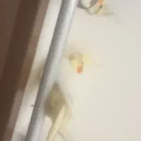 عروس هلندی نر و ماده