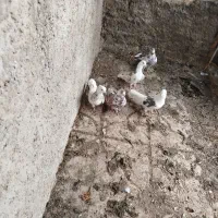 کبوتر|پرنده|تهران, آسمان|دیوار