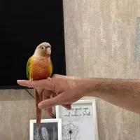 گرینچیک دستی|پرنده|مشهد, آبکوه|دیوار