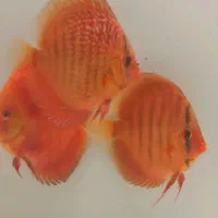 ماهی دیسکس آکواریوم