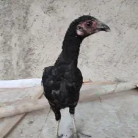دو عدد جوجه دورگ لاری ۴ ماهه