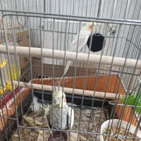 عروس هلندی مولد