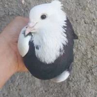 کبوتر طوقی سیاه|پرنده|بوشهر, |دیوار