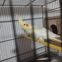 عروس هلندی ماده