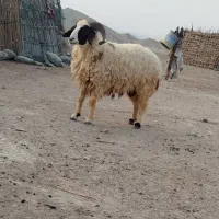 قوچ