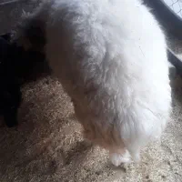 بره ماده