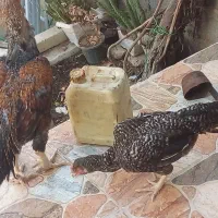 فروش مرغ و خروس لاری