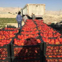 رب خانگی|خوردنی و آشامیدنی|مشهد, آبکوه|دیوار