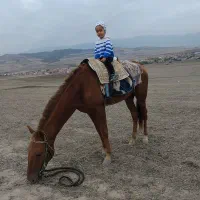 نریان ترکمن 3 ساله سواری شده برگه کشش دار|اسب و تجهیزات اسب‌سواری|کلاله, |دیوار