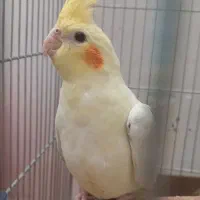 عروس هلندی لوتینو