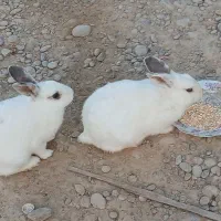 سه عددخرگوش فورش فوری|موش و خرگوش|هندیجان, |دیوار