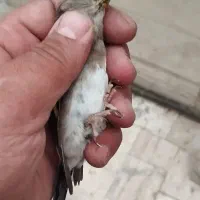 سهره دورگ کرمونی|پرنده|ری, شهید غیوری (ابن باویه)|دیوار