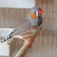 خرید و فروش انواع قناری، عروس هلندی، فنج، برزیلی