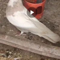 طوقی|پرنده|فارسان, |دیوار