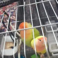 یک جفت کوتوله برزیلی نژاد صورت هلویی قیمت ۱۶۰۰۰۰۰|پرنده|شیراز, دودمان|دیوار