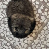 سگ پامر خرسی|سگ|قم, قلعه کامکار|دیوار