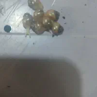 جوجه حلزون|خزنده|نظرآباد, رسالت|دیوار