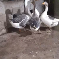 غاز|حیوانات مزرعه|نظر کهریزی, |دیوار