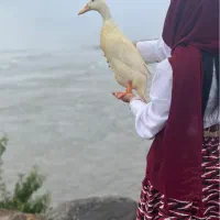 اردک تخمگذار