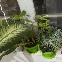 گل طبیعی|گل و گیاه طبیعی|خلخال, |دیوار