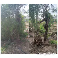 انجام تمام کارهای مربوط به نخل|خدمات باغبانی و درختکاری|اهواز, کوی طلاب|دیوار