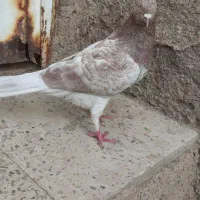 گمشده|پرنده|بوئین زهرا, |دیوار