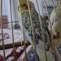 عروس هلندی|پرنده|نورآباد, |دیوار