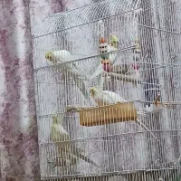 فروش دو جفت عروس هلندی لوتینو خوش نژاد