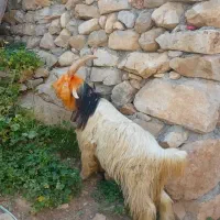 دوبر بیگ بز میش بره